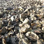 La Du Truquet * Lège-Cap-Ferret